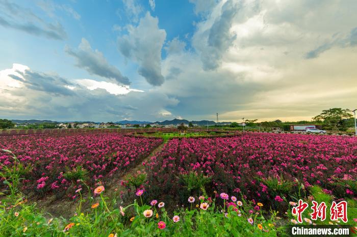 浙江常山：紫薇花种出“美丽产业” 激活乡村共富产业链