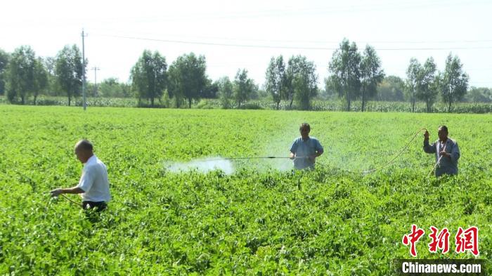 “中国青椒之乡”山西长子：“小辣椒”成致富“大产业”