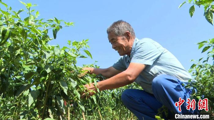 “中国青椒之乡”山西长子：“小辣椒”成致富“大产业”