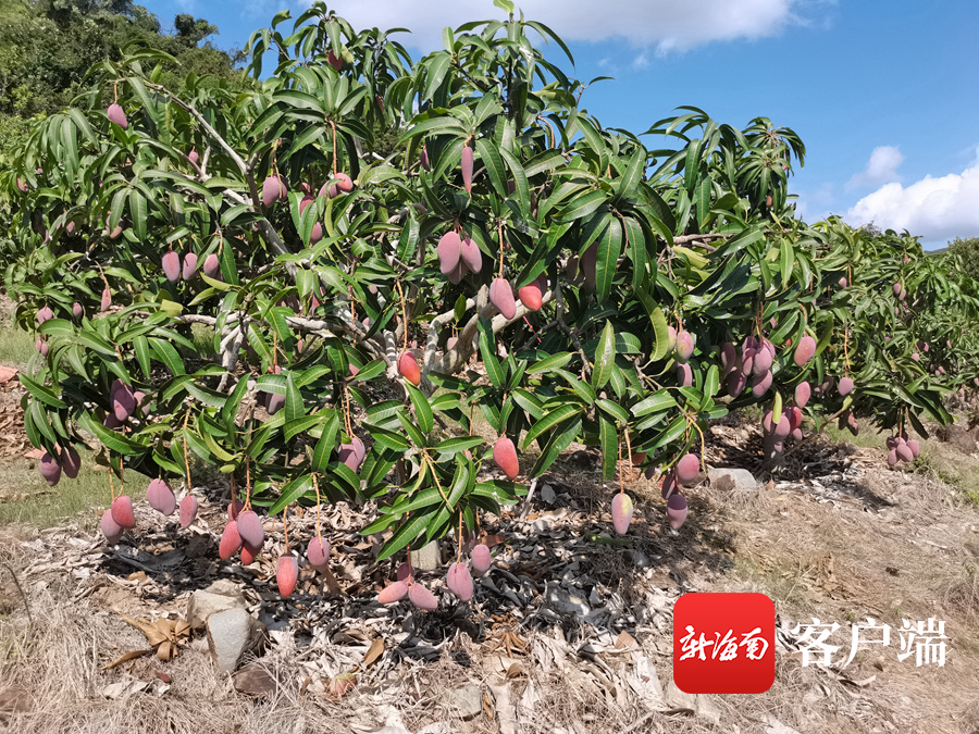 三亚芒果出口加拿大等13个国家和地区 “芒果+”产业助推乡村振兴