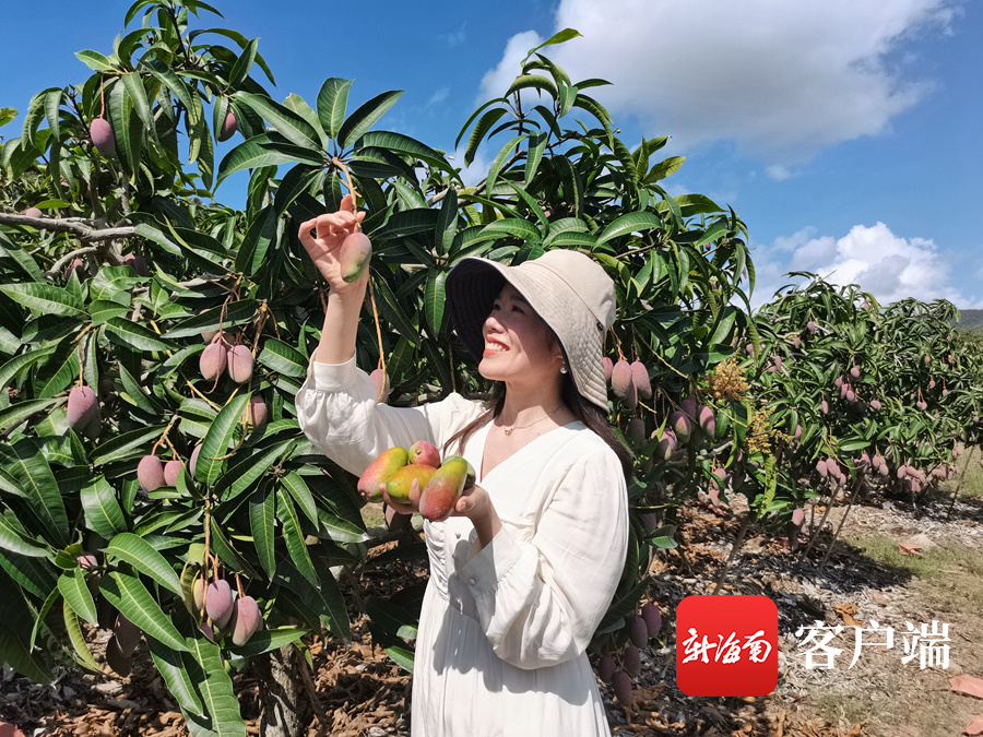 三亚芒果出口加拿大等13个国家和地区 “芒果+”产业助推乡村振兴