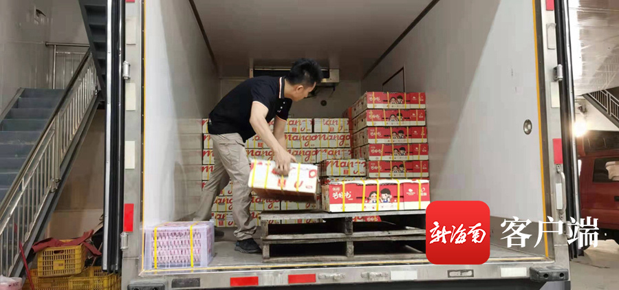 三亚芒果出口加拿大等13个国家和地区 “芒果+”产业助推乡村振兴