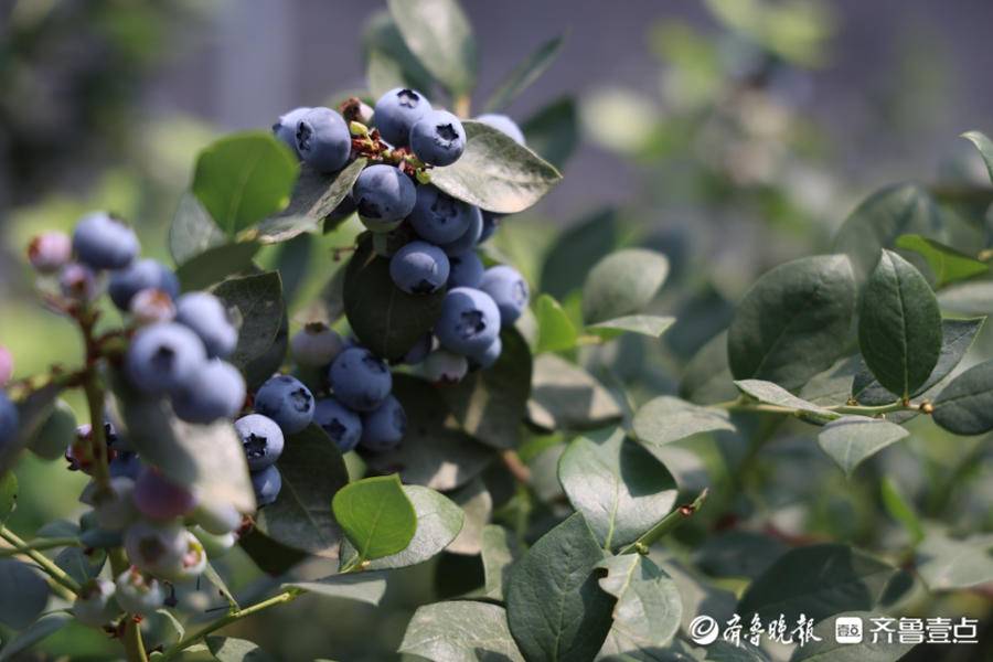 陈疃镇：加快打造“日照蓝莓”地理标志品牌