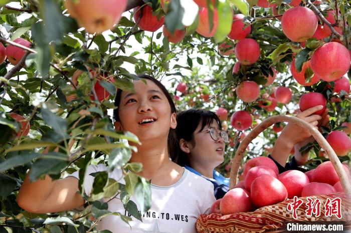 洛川苹果：陕西洛川小苹果做成大产业 助力“乡村振兴”