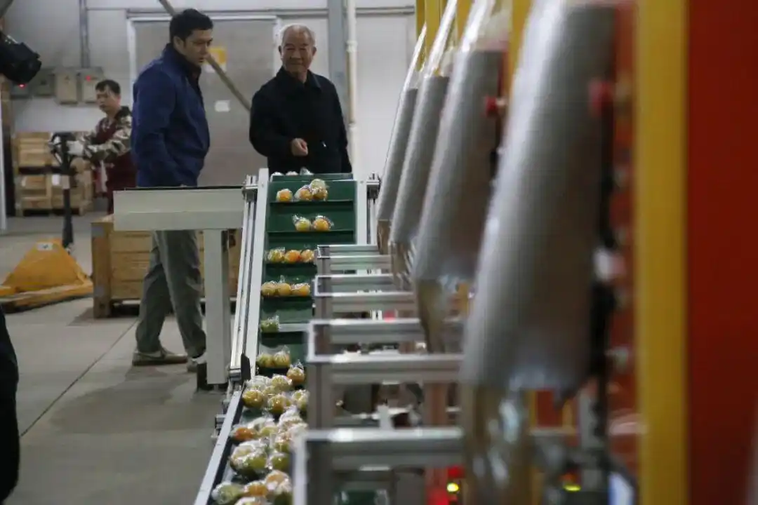 一颗赣南脐橙的“新出海记”