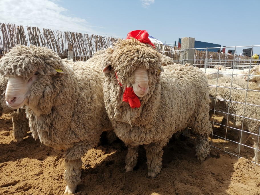 中国国家品牌网